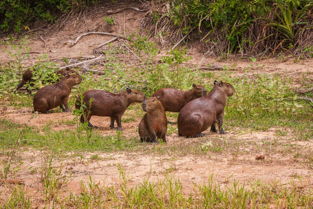 Capybara Behavioral Insights and Social Dynamics