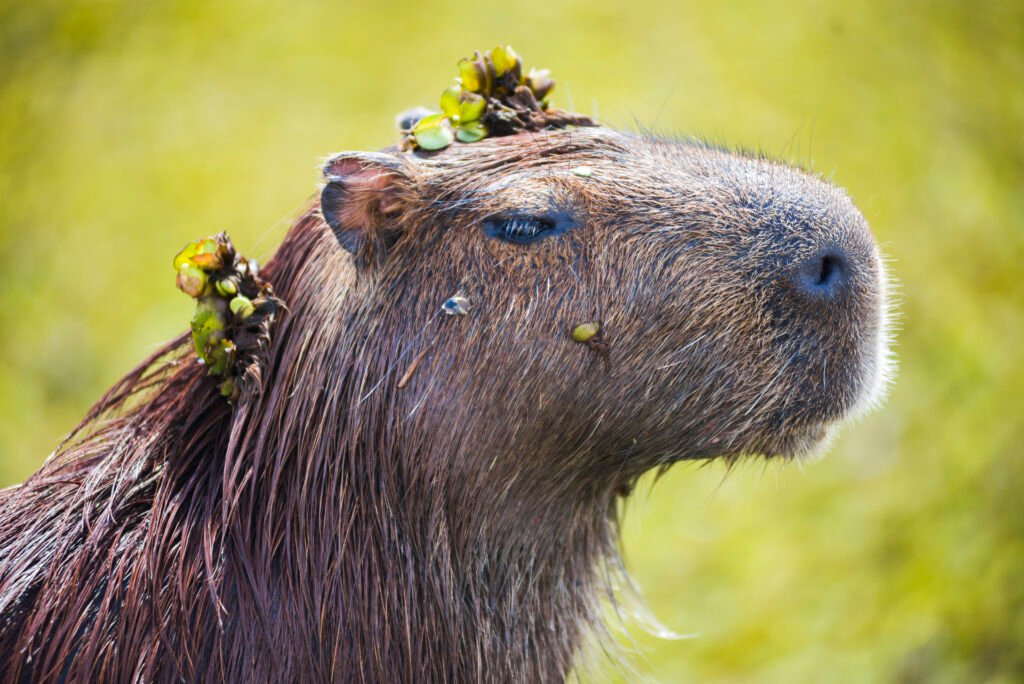 Capybara Conservation Status