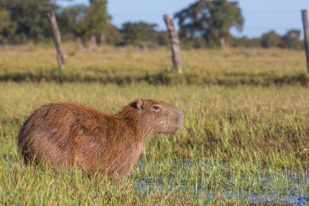 Capybaras are classified as the largest rodents