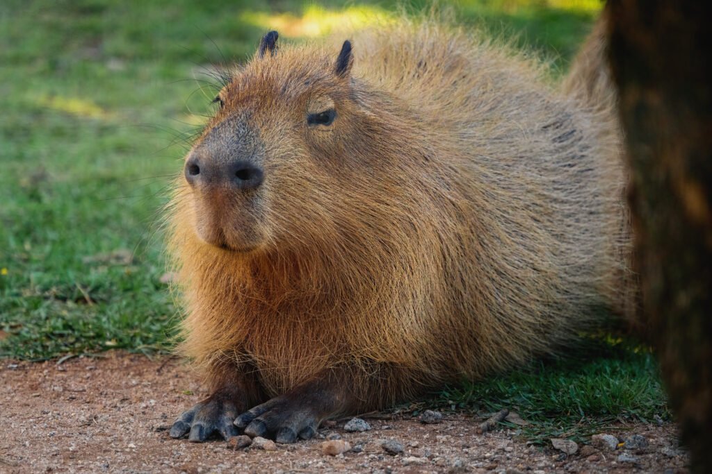 Capybaras have a great sense of smell