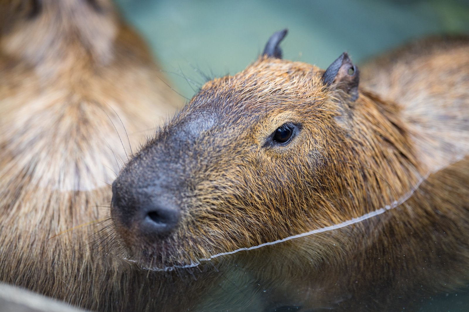 The morillo is a specialized scent gland on capybara