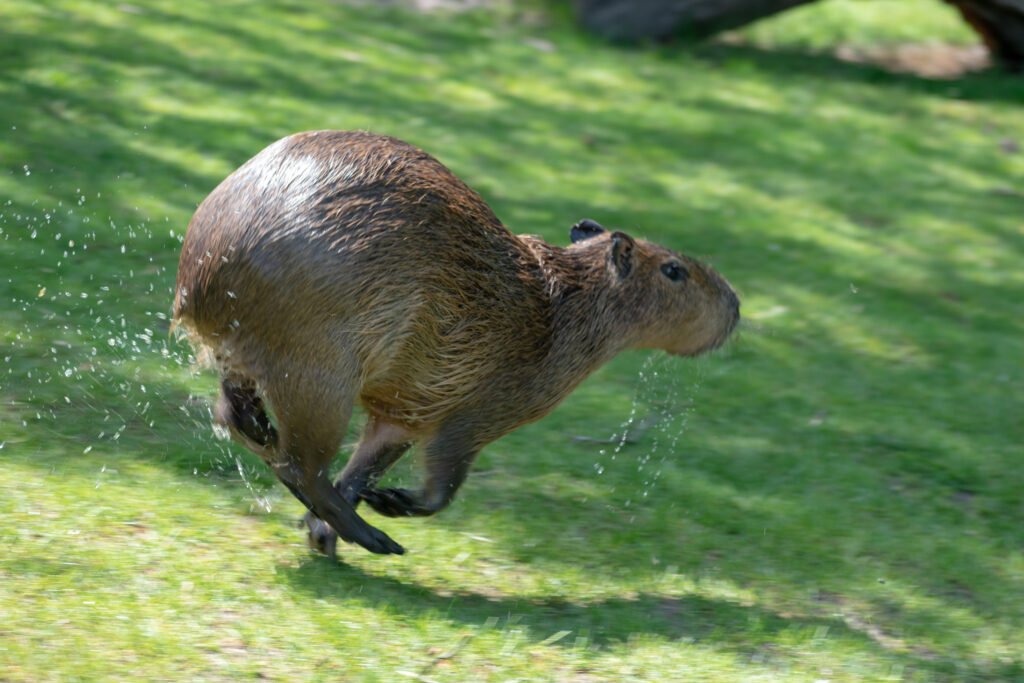 Capybaras run fast