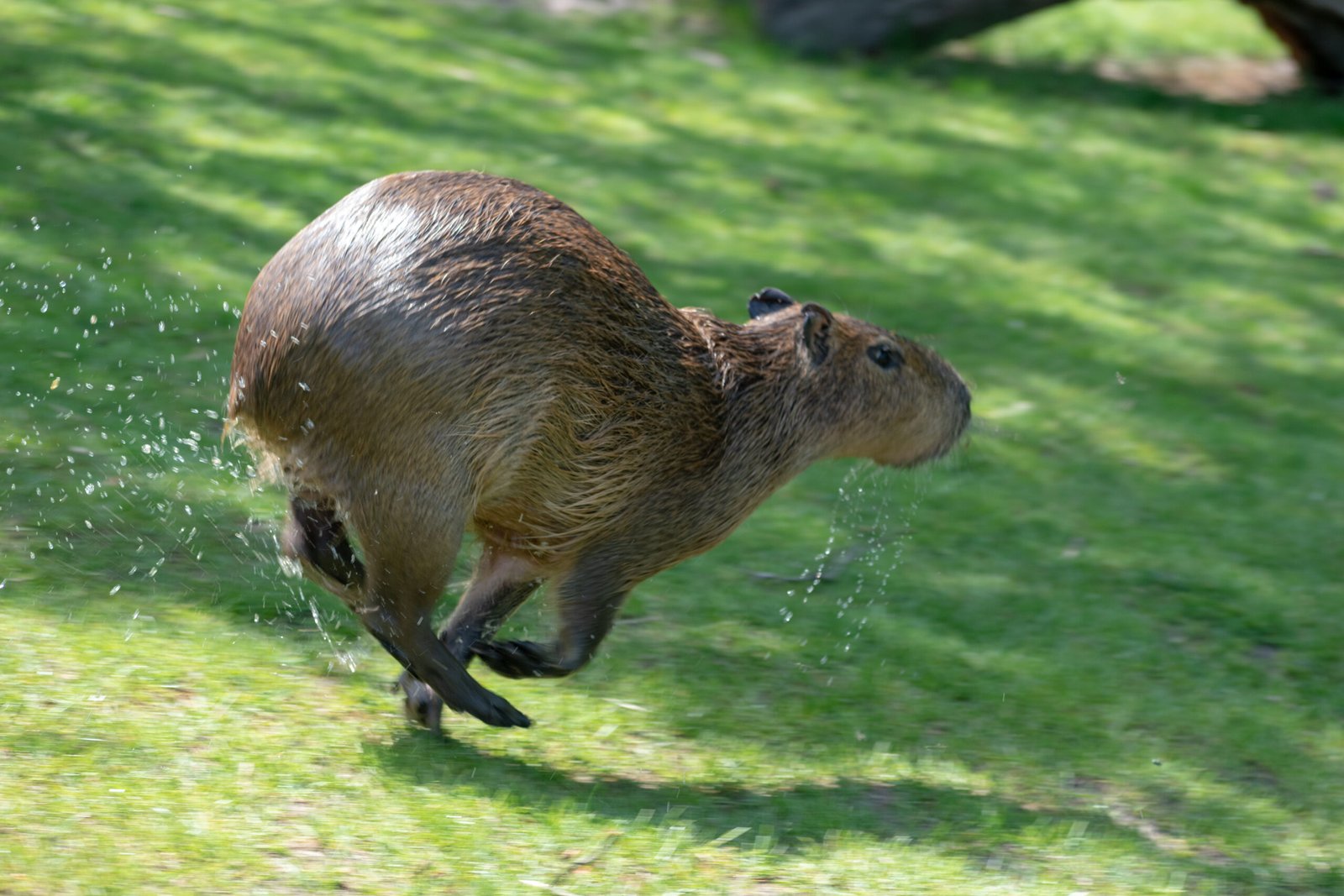 Capybaras run fast
