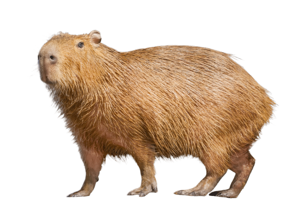 capybara animal cute - gently standing