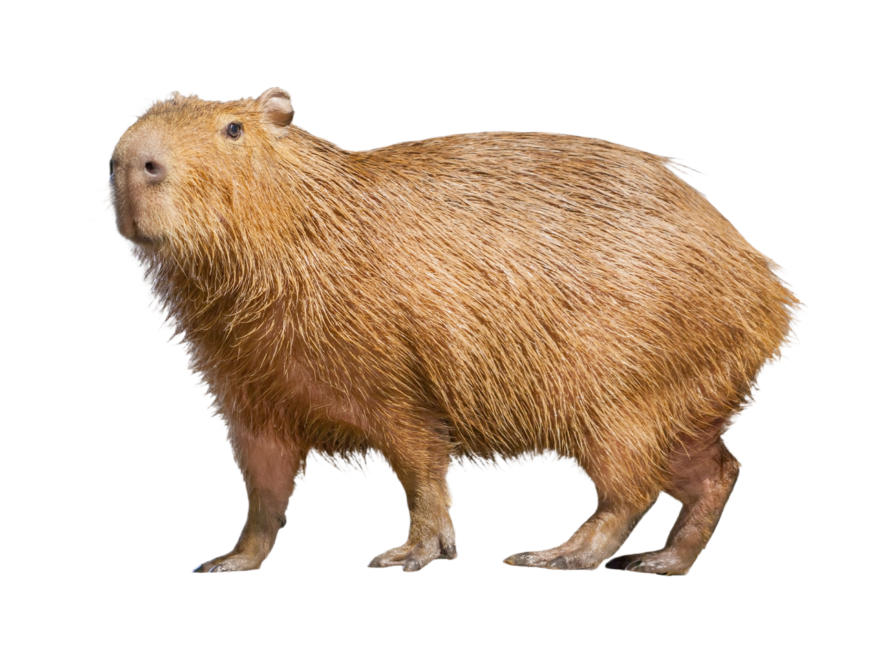 capybara animal cute - gently standing