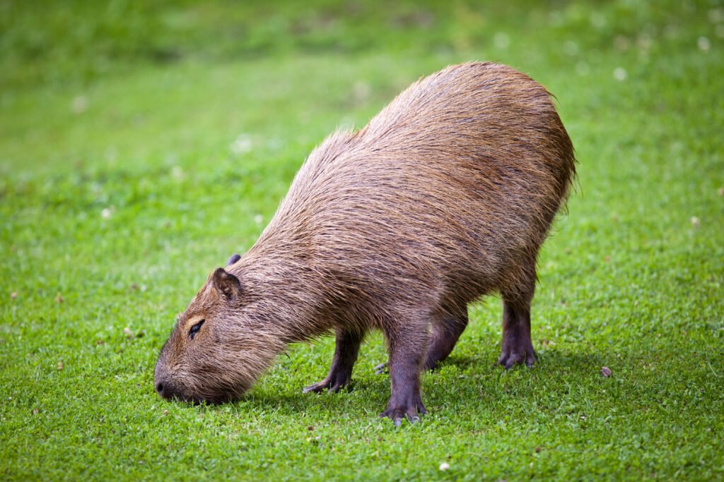 Capybara (Hydrochoerus hydrochaeris) grazing on fresh green grass