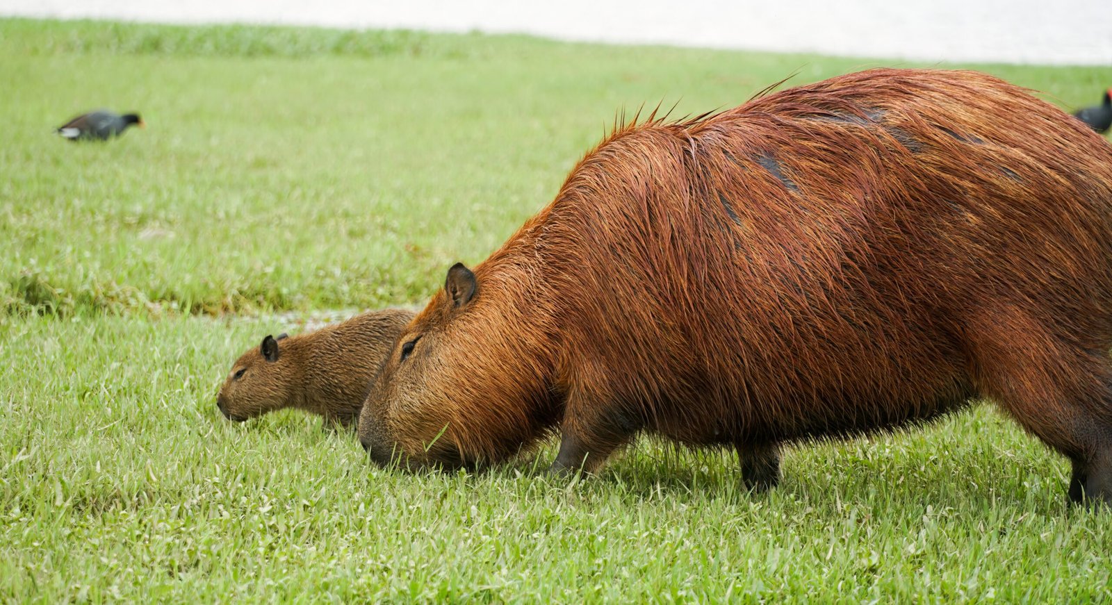 Capybara, master of grasses