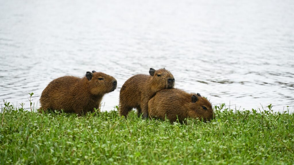 Capybaras are social animals