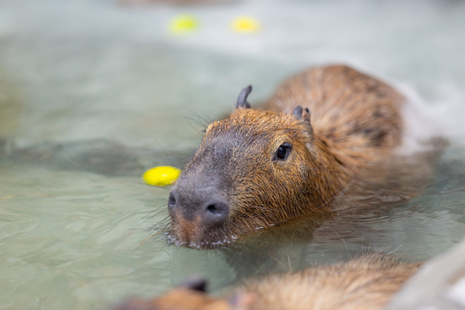 Capybara swim in the water pond at zoo park