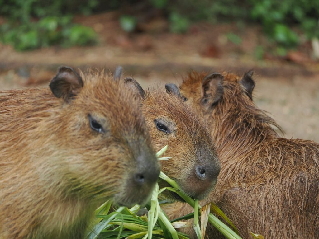capybara food is also bout dental nutrition