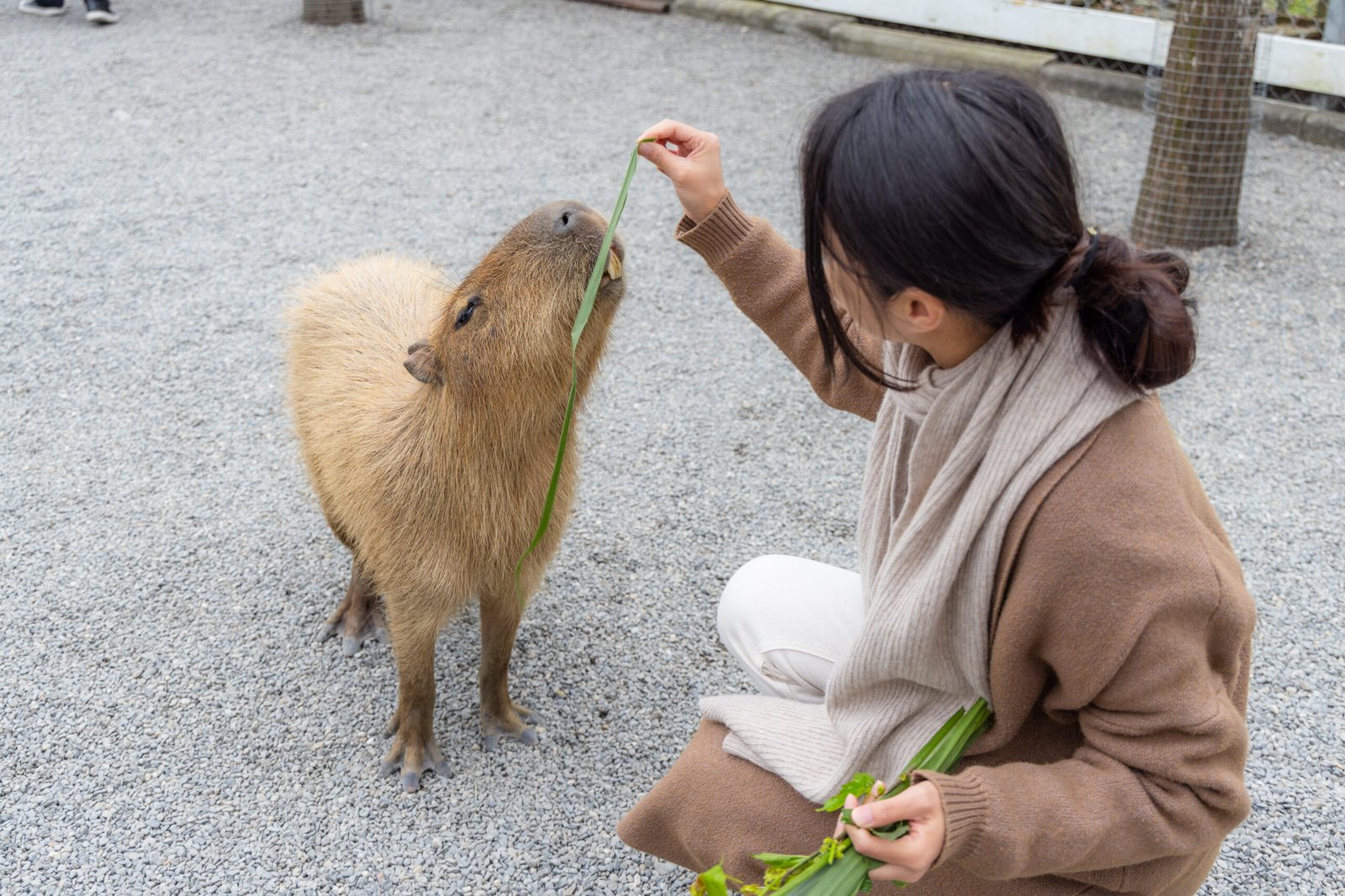 Woman feed Capybara at tourist zoo park