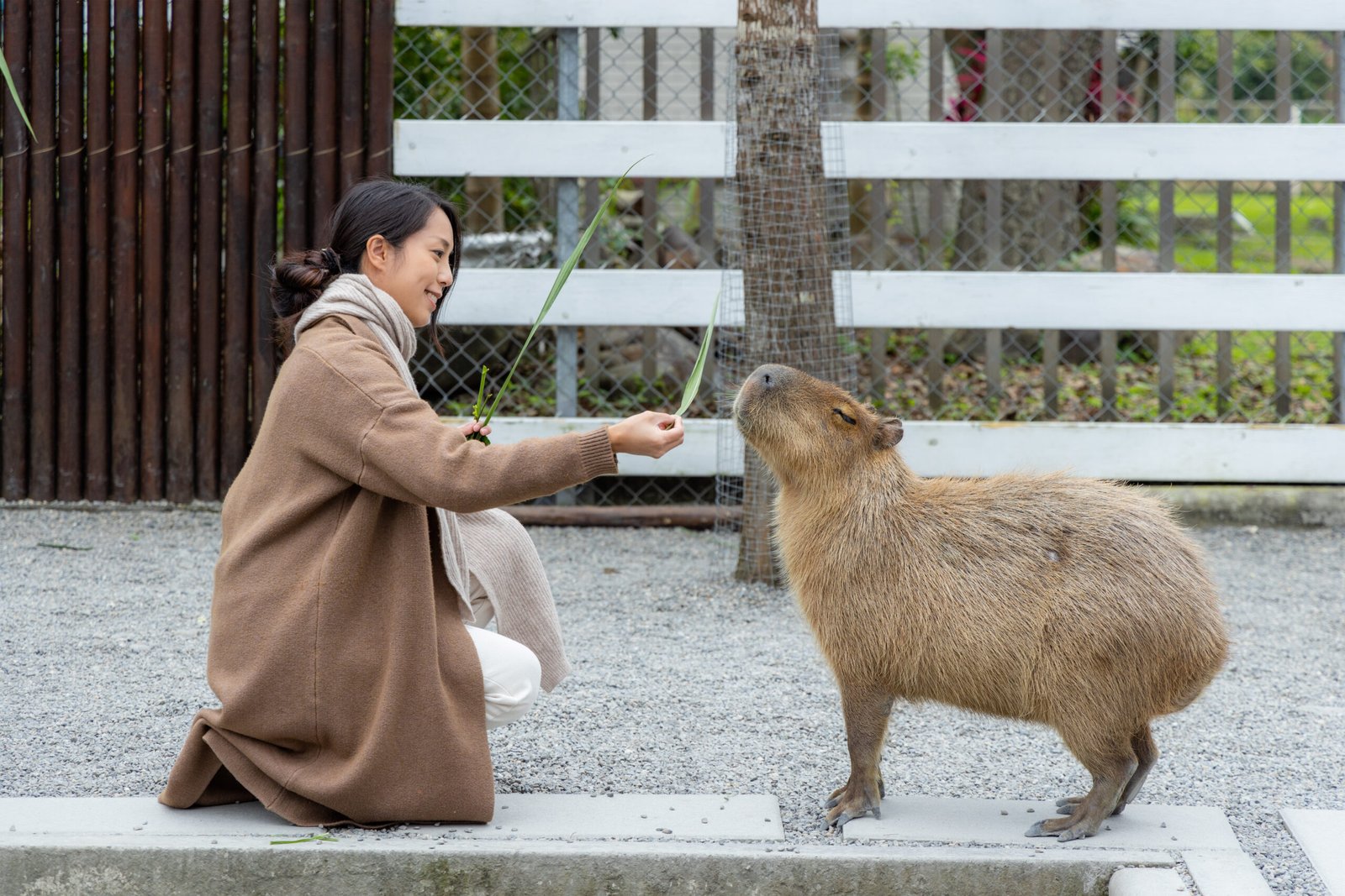 Woman feed Capybara at tourist zoo park