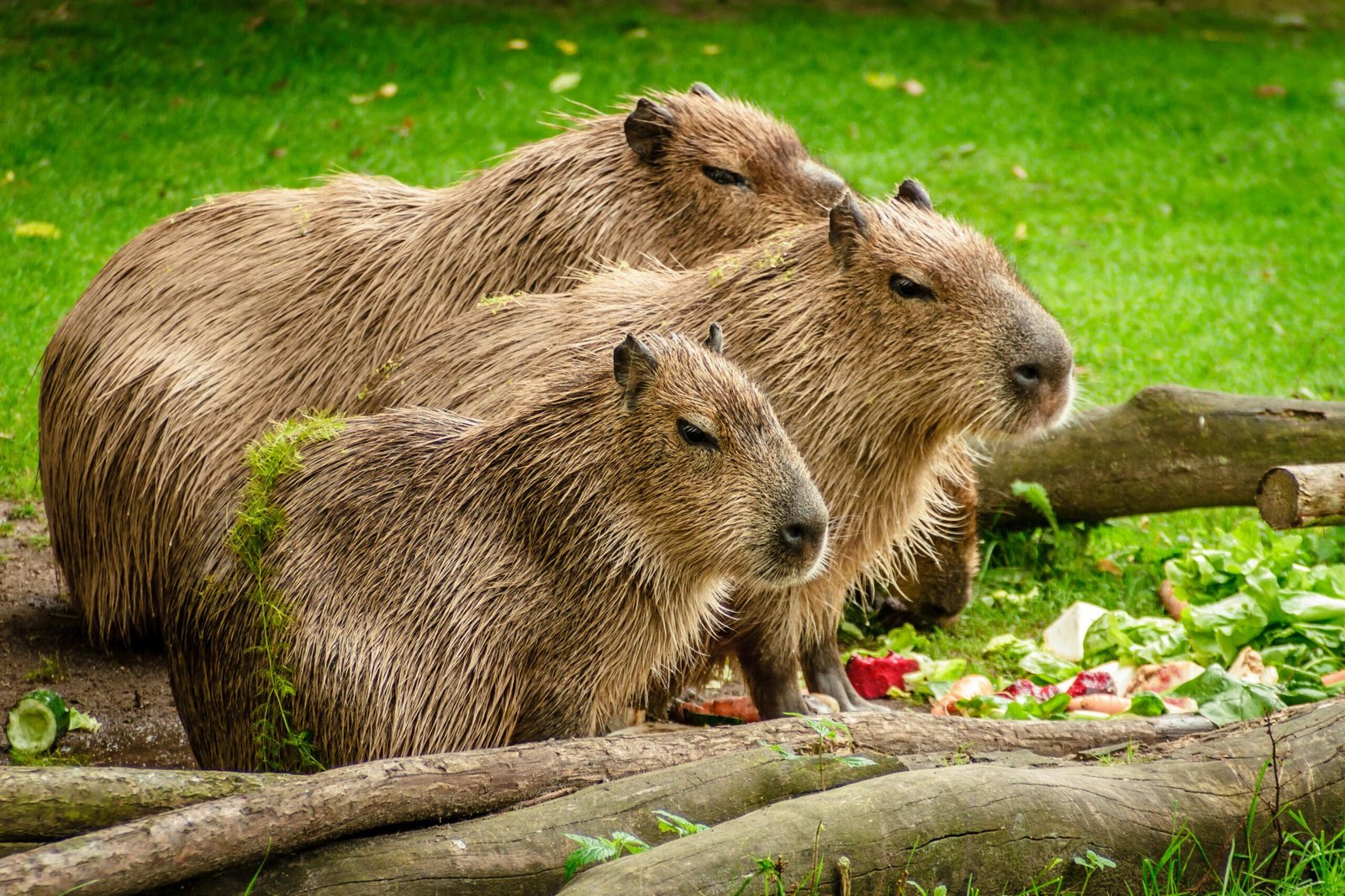 animal-capybara