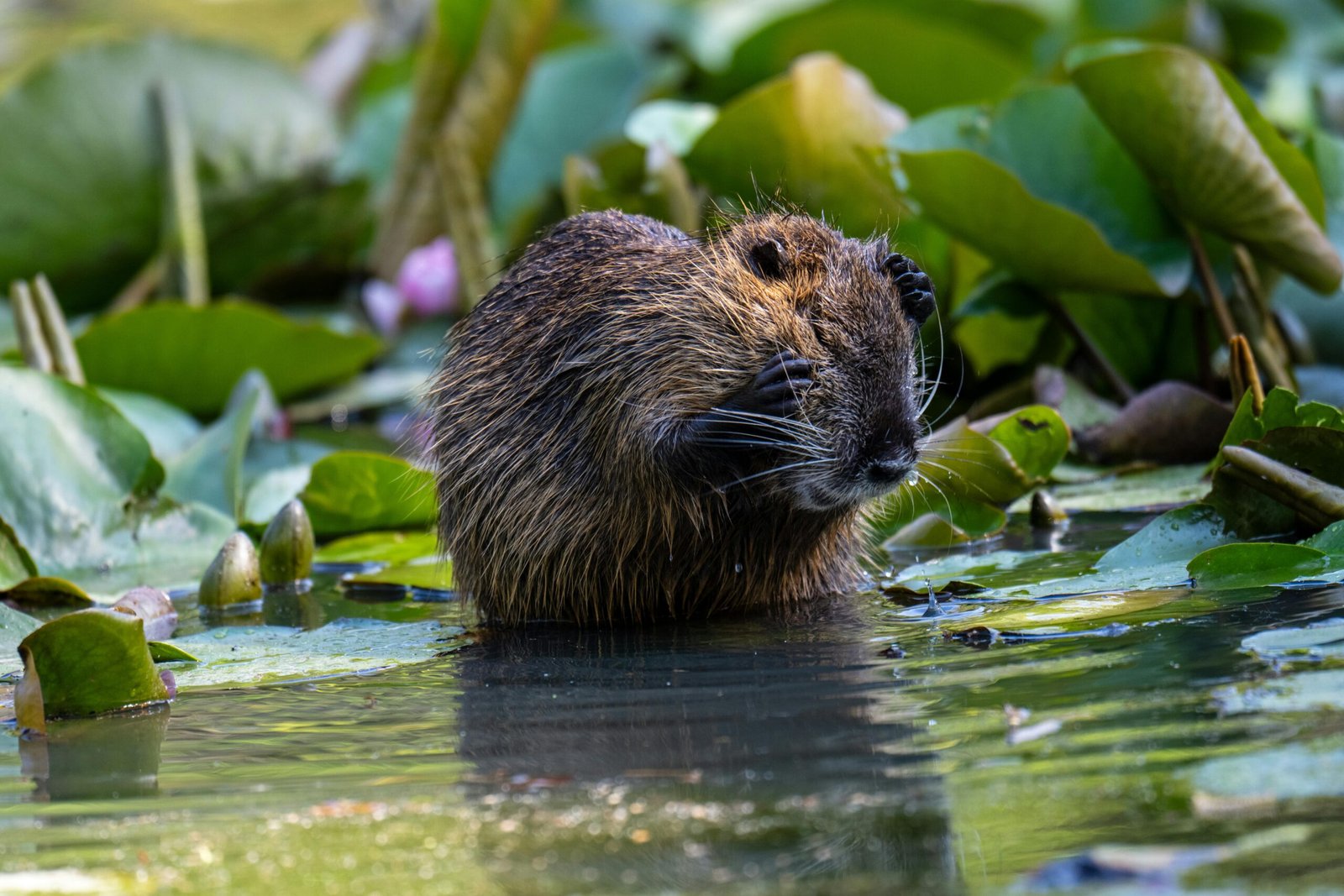 capybara-bath