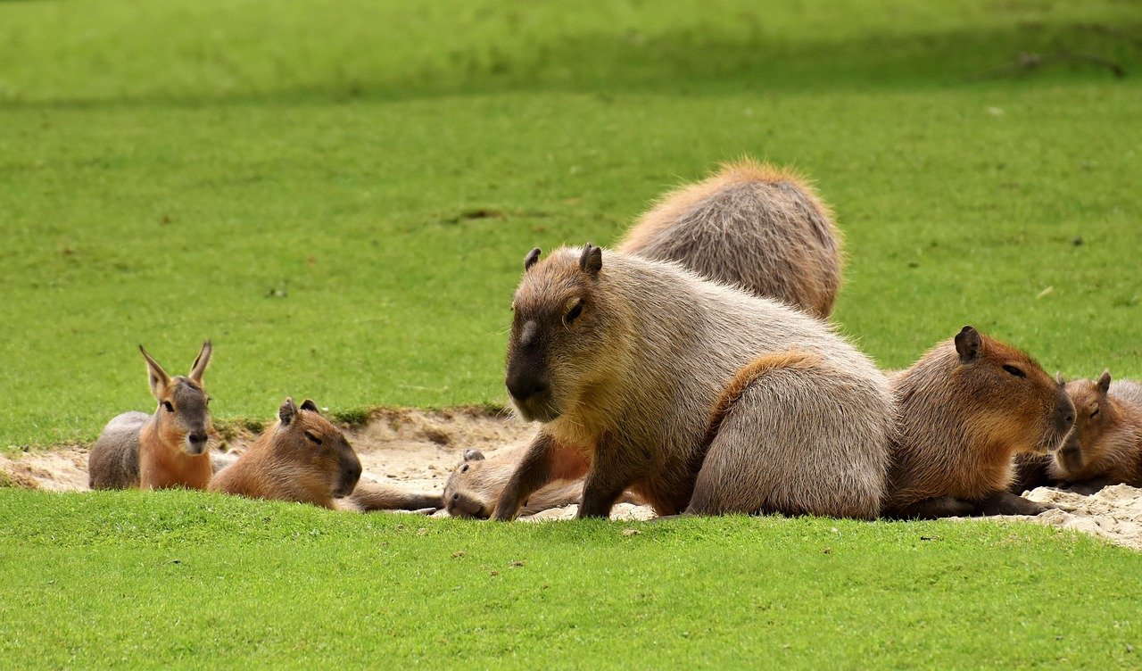 capybara-for-sale