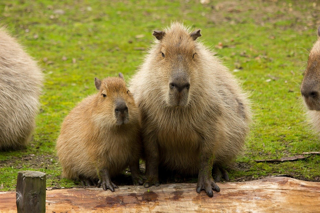 cute-capybara