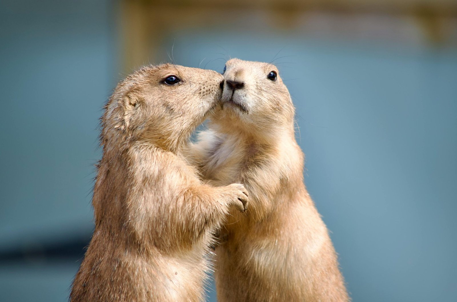 funny-capybaras
