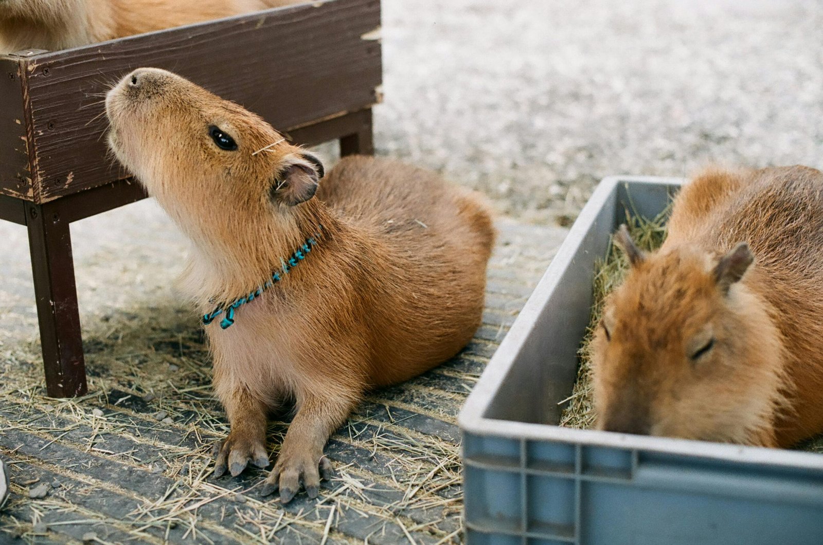 pet-capybara