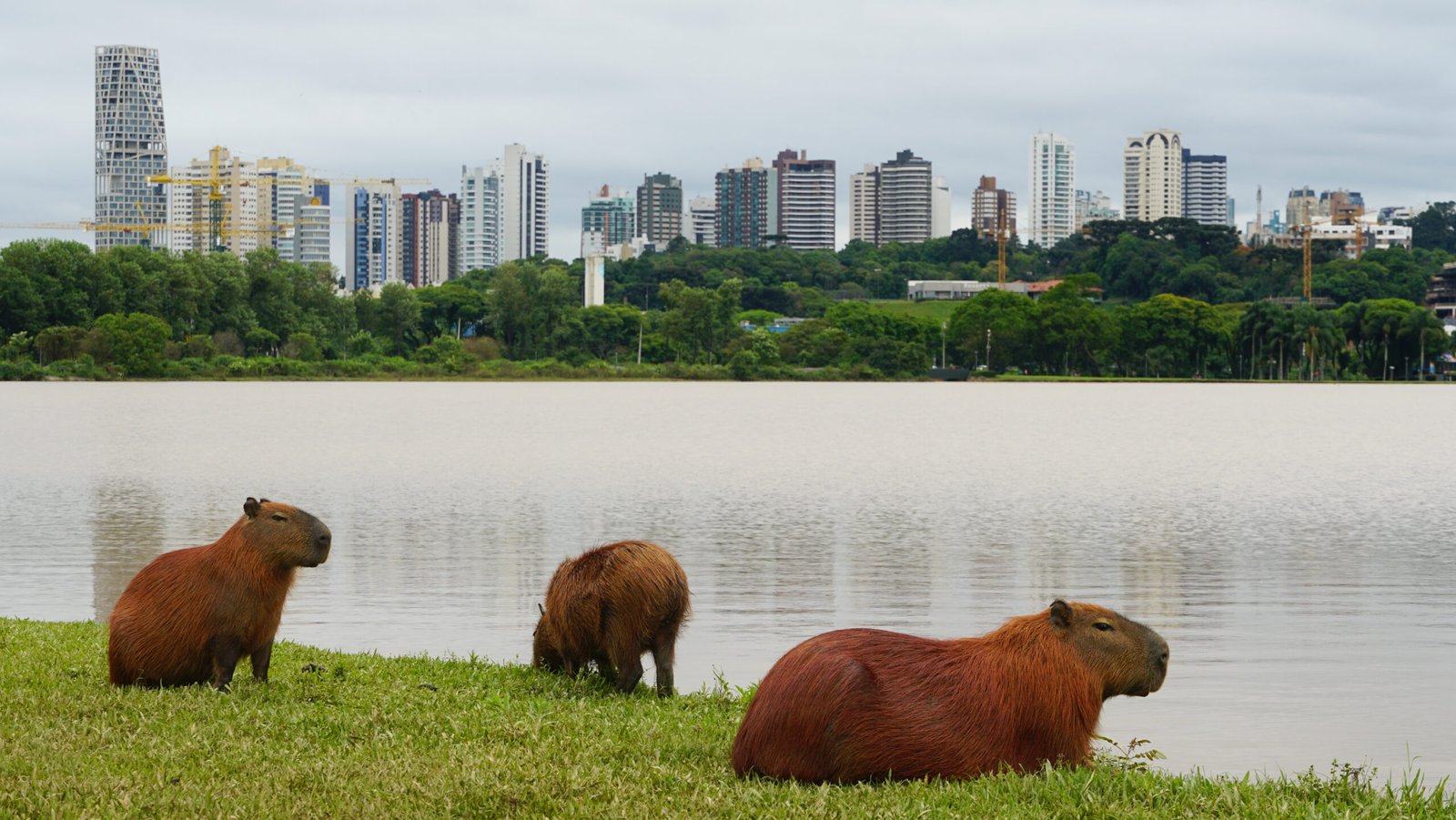 How Big Do Capybaras Get
