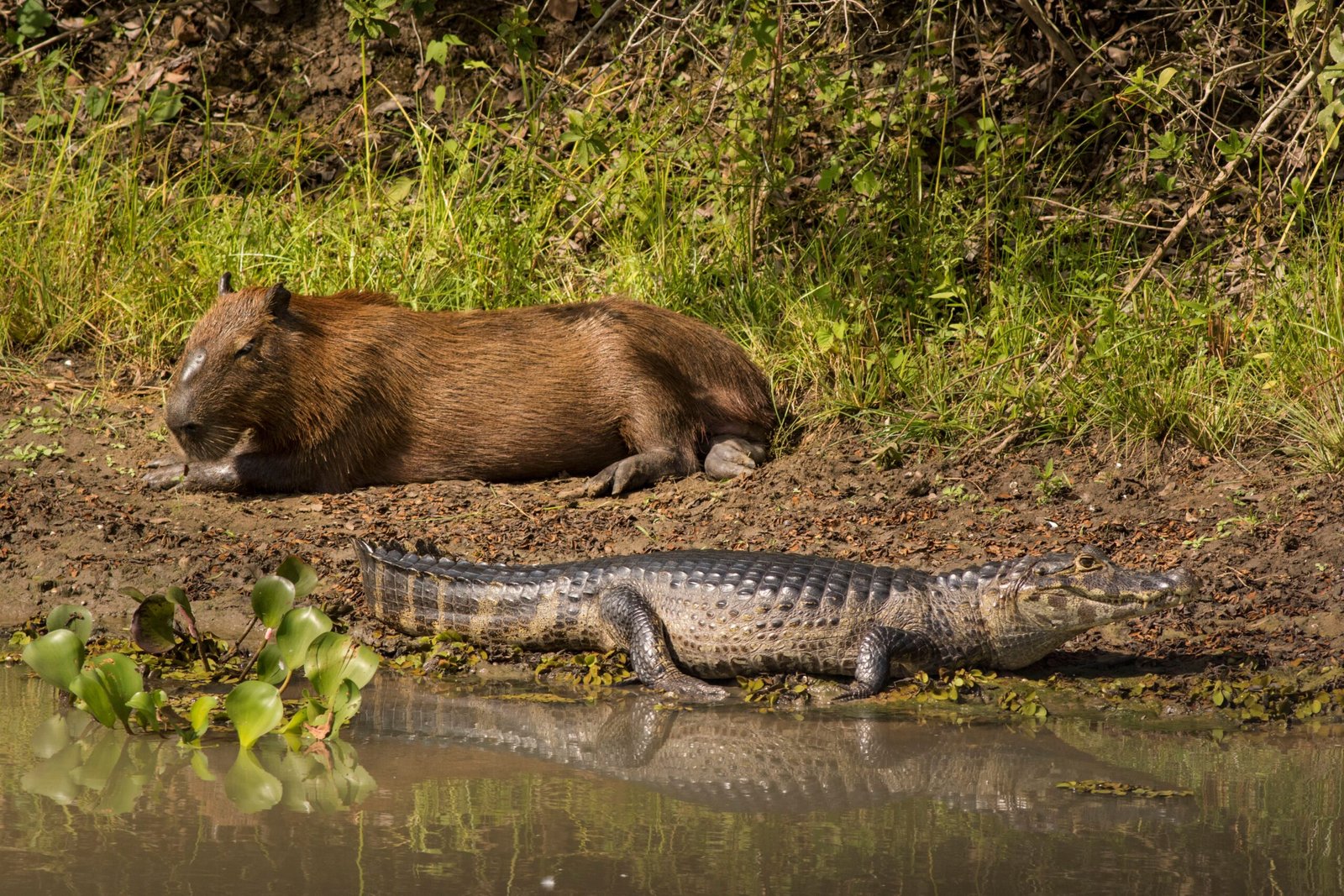 Capybara lying beside an alligator in a natural environment, with a body of water in the background