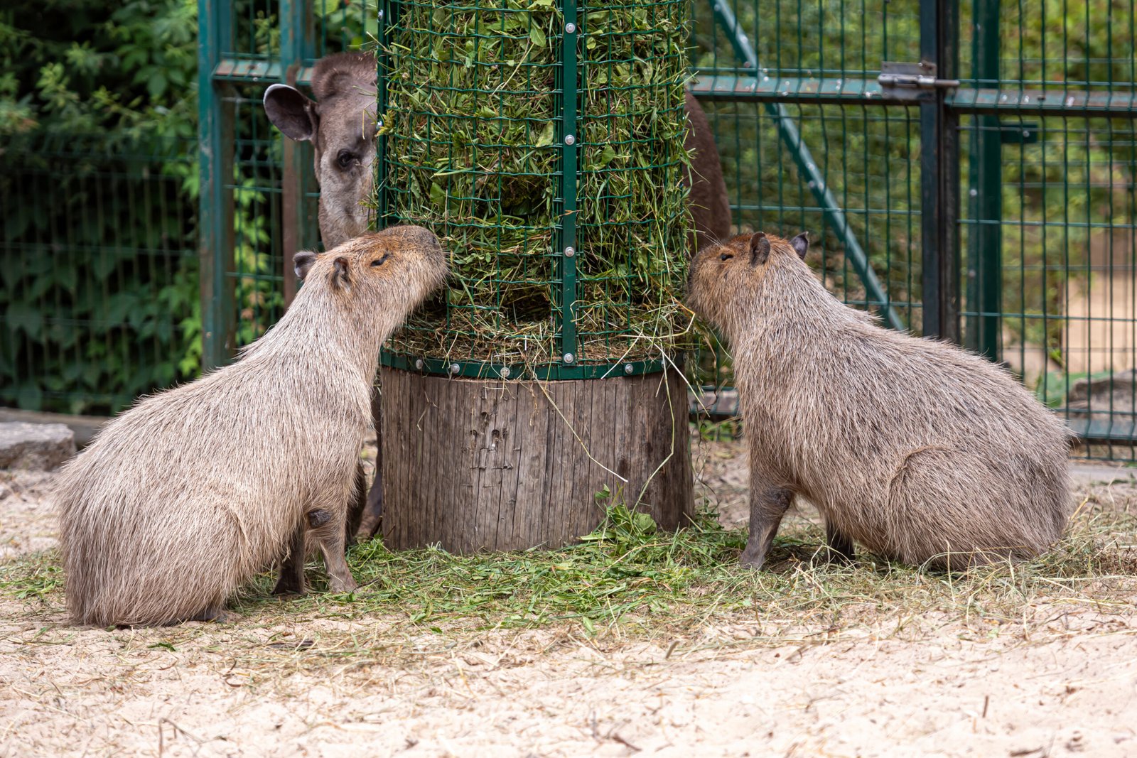 Capybara (Hydrochoerus hydrochaeris) and lowland tapir (Tapirus