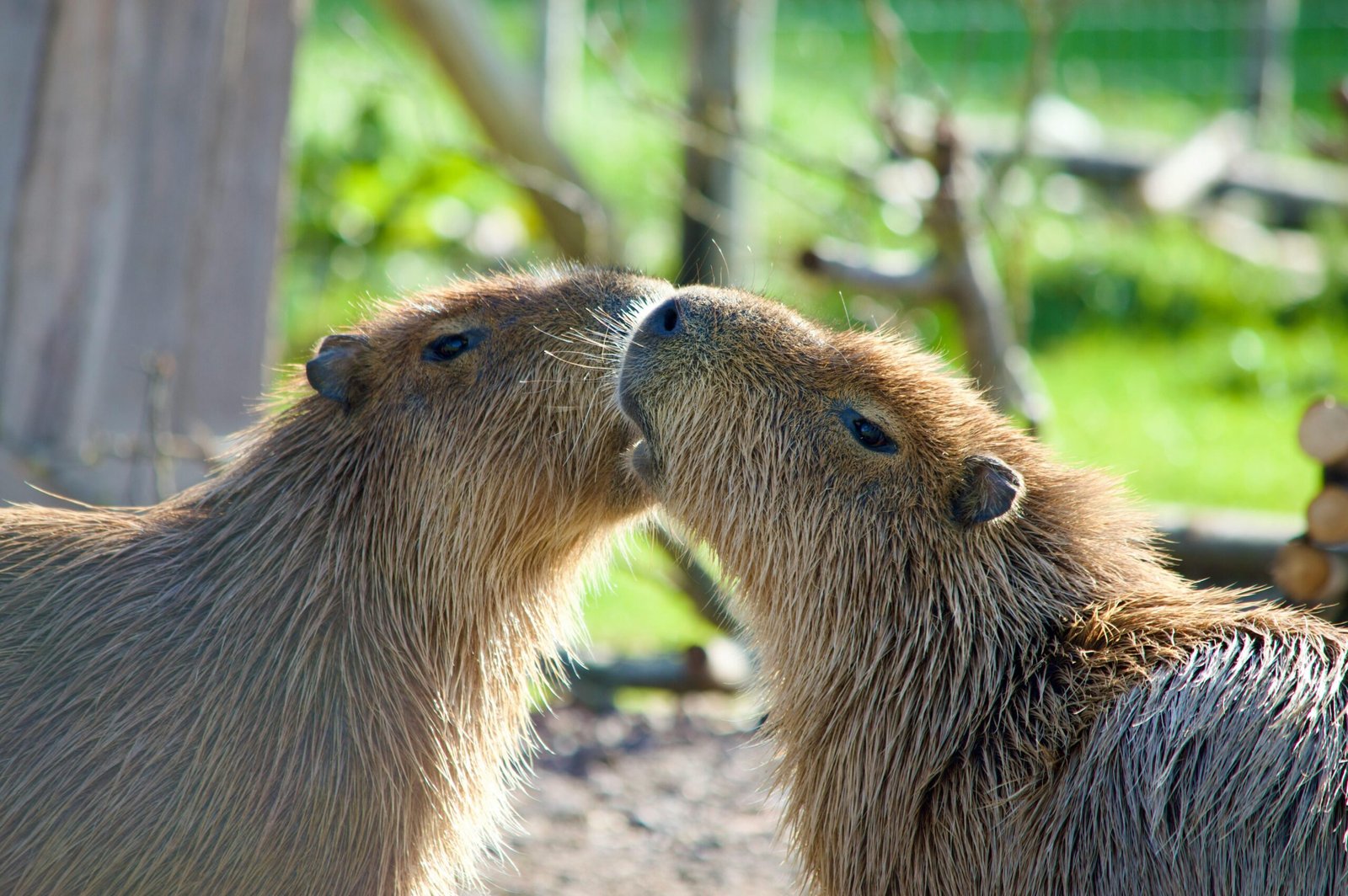 Love for Capybara Why the World is Capy-vated by Nature’s Master of Zen