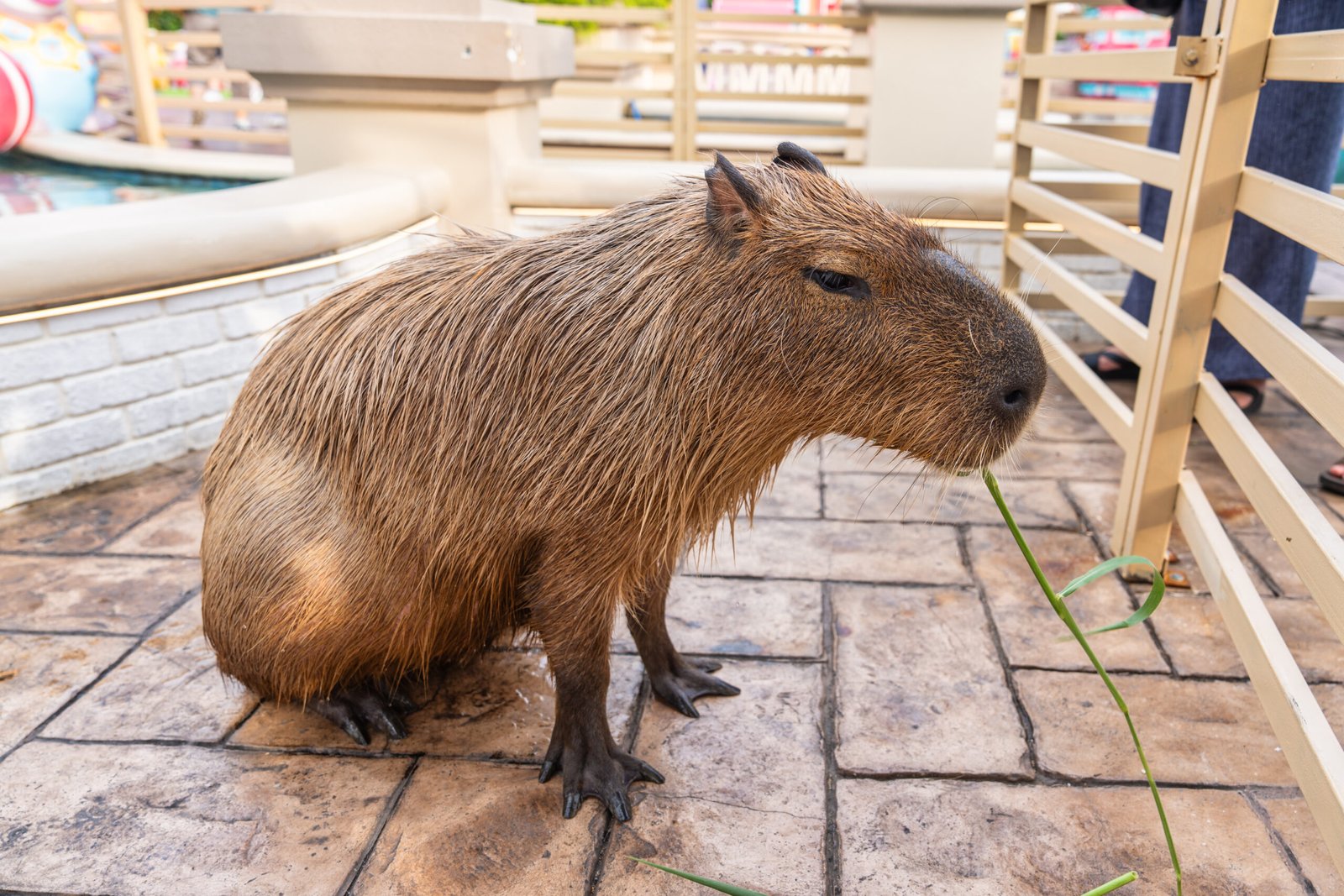 Capybara is the largest rodent sitting in the pool