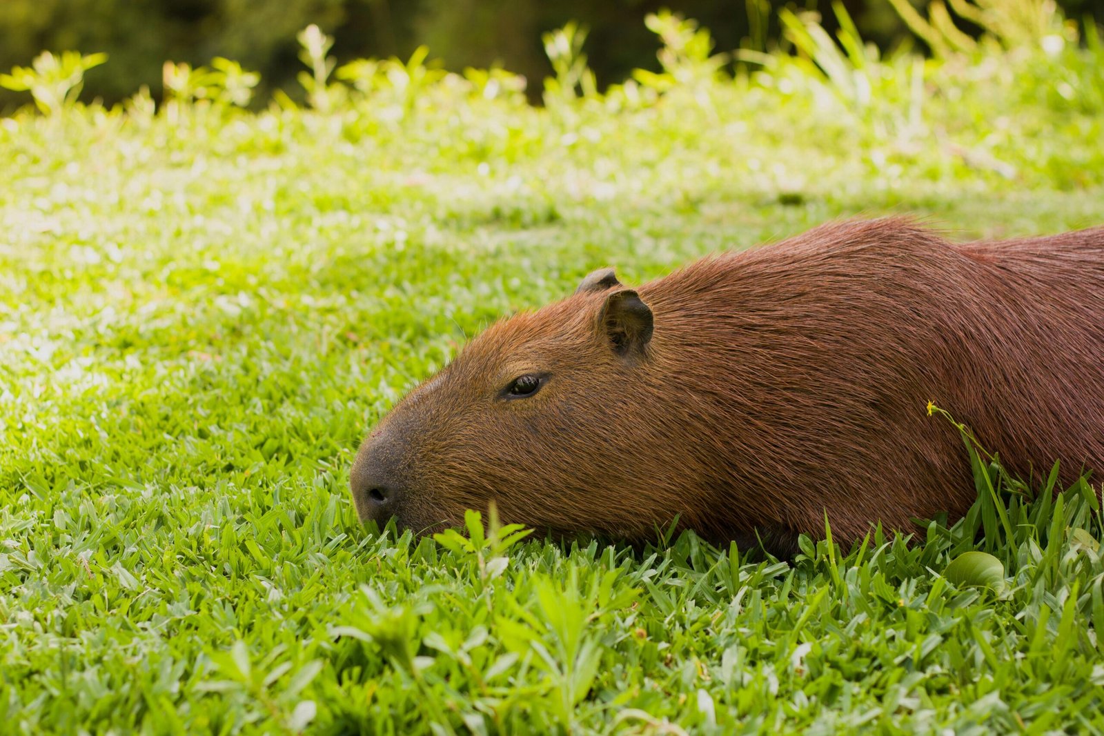 Why Cats Love Capybaras The Science Behind the Ultimate Chill Connection