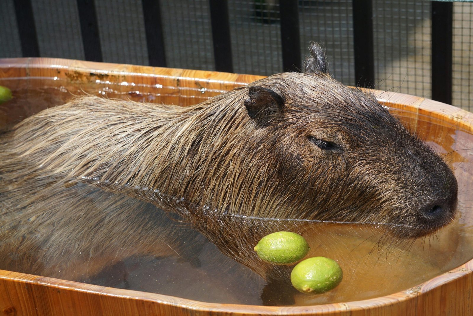 Legal Capybara Ownership The Complexities of Bringing Home a Giant Rodent