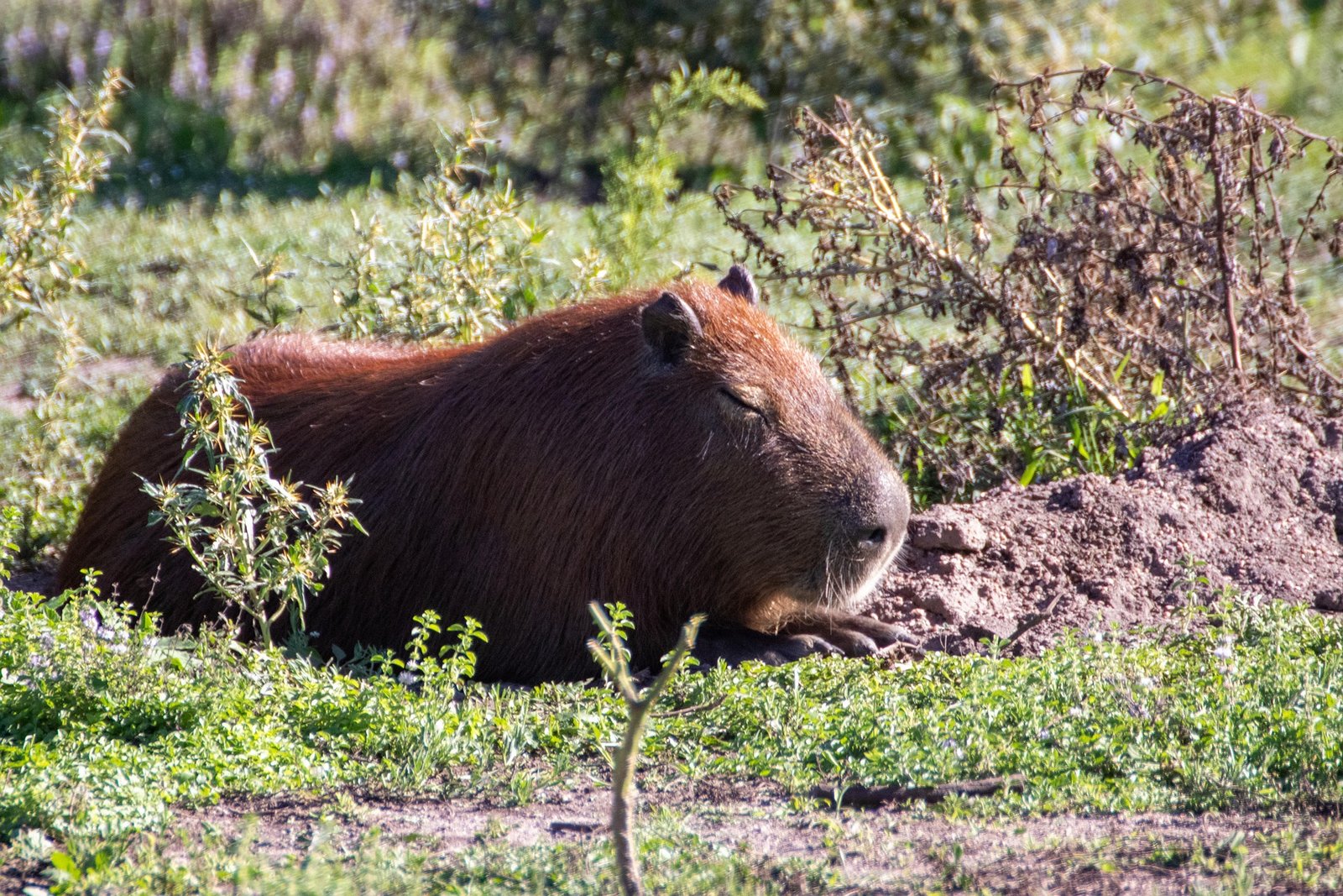 The Fluffy Wetland Bear Unveiling the Secrets of the World’s Largest Rodent