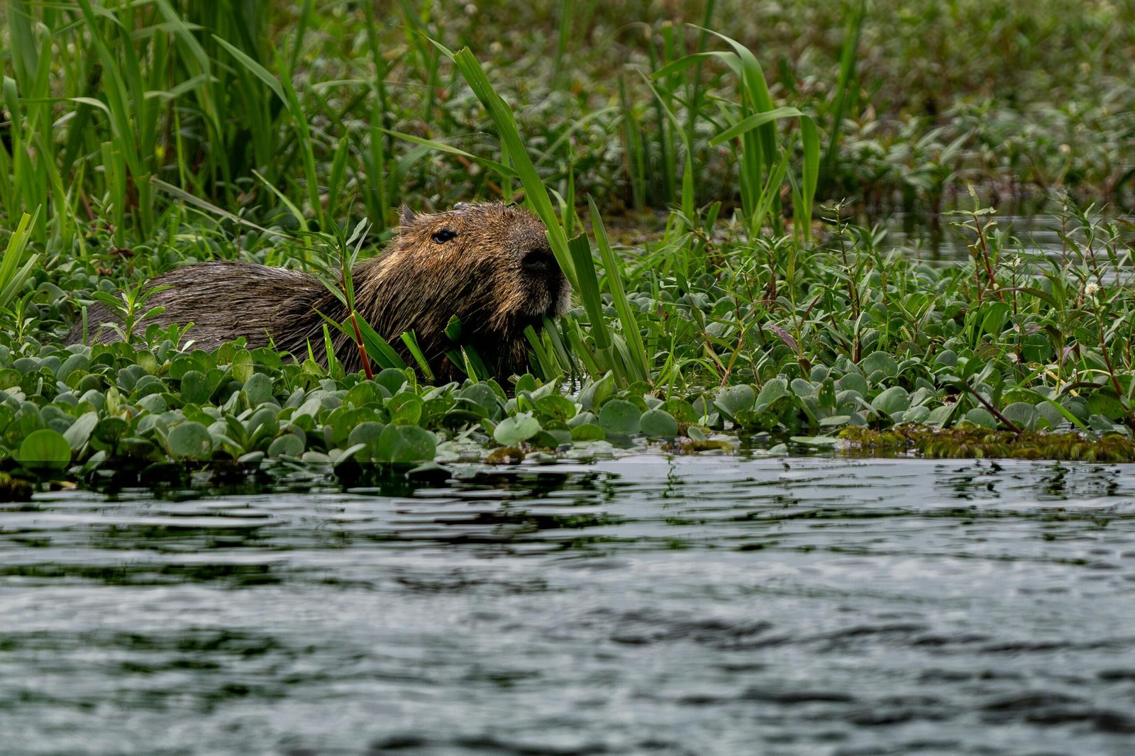 The Webbed-Footed Wonder Diving Into the Semi-Aquatic Secrets of the Capybara