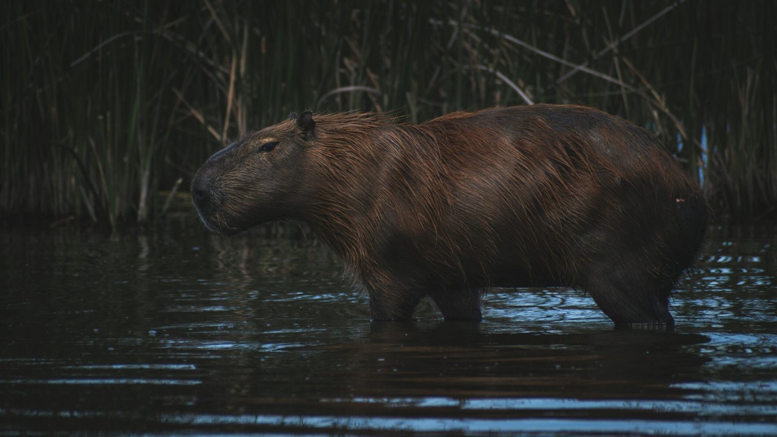 Rare Dark-Coated Capybara Uncovering the Mystery of the Shadow-Hued Giant