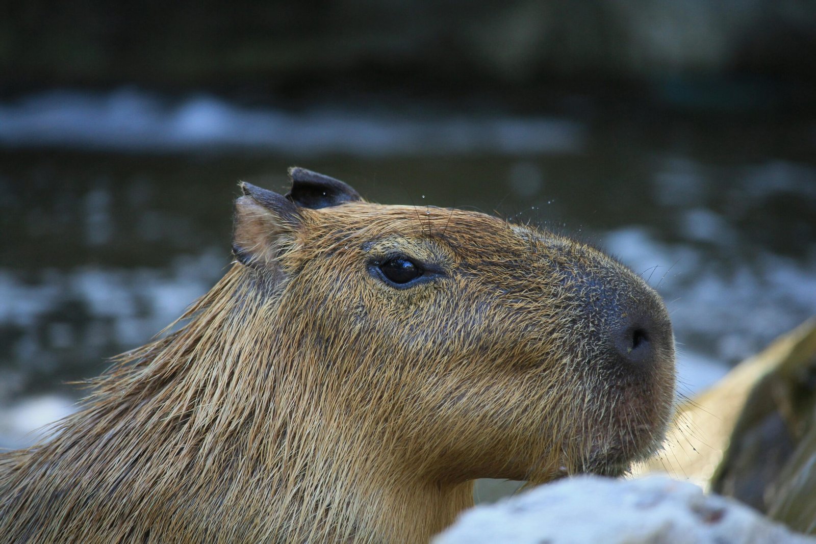 Transporting a Large Rodent A Guide to Safe and Stress-Free Capy-Pooling