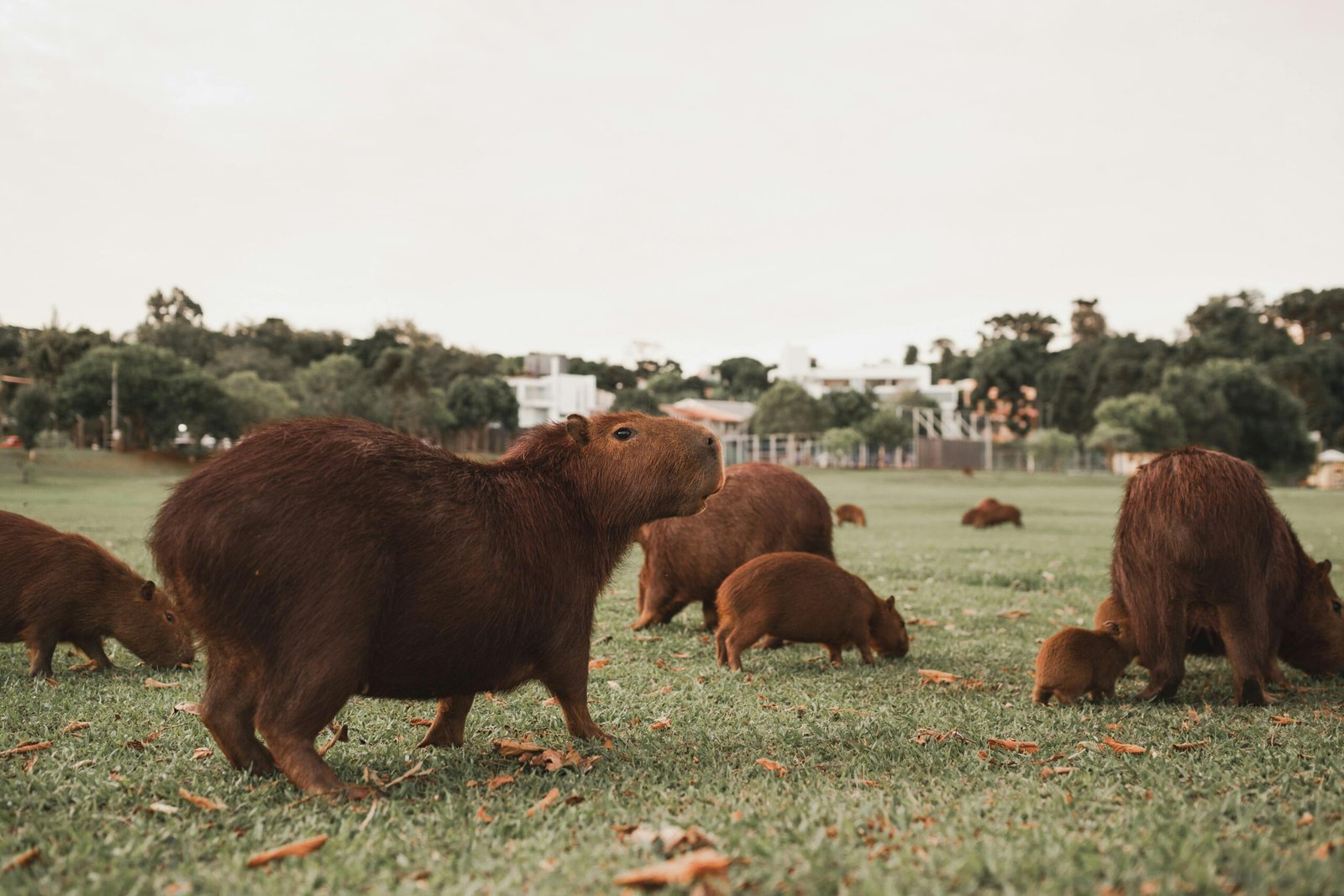 Why the Capybara is the Golden Retriever of the Wetlands