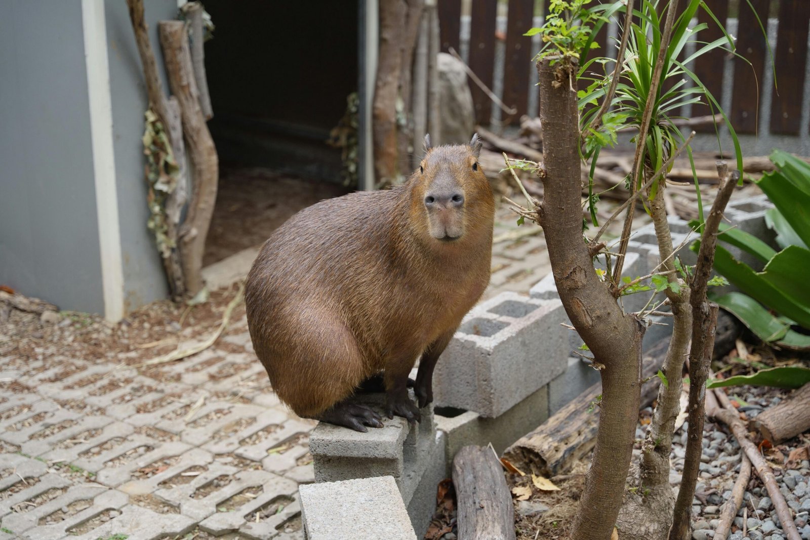 The Capybara Enclosure Building the Ultimate Semi-Aquatic Sanctuary