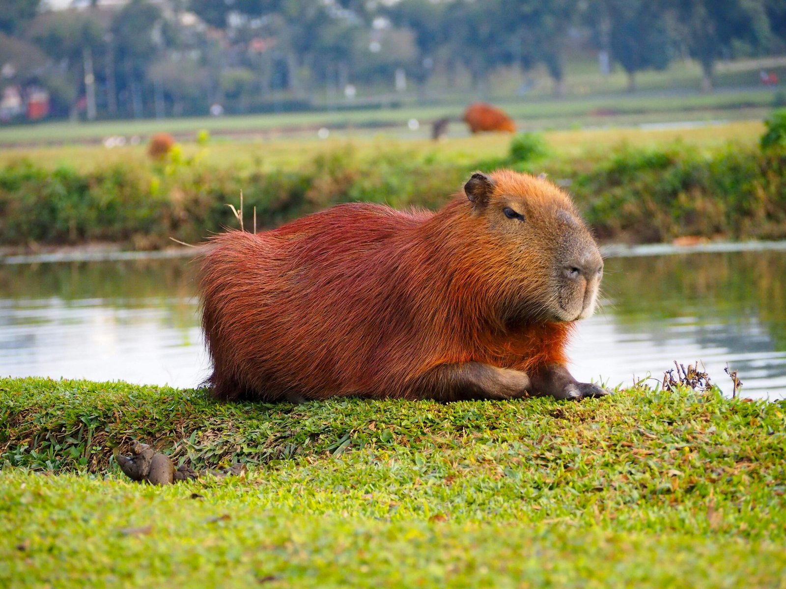 The Physical Reality of the Water Pig What to Expect from a Capybara in Real Life