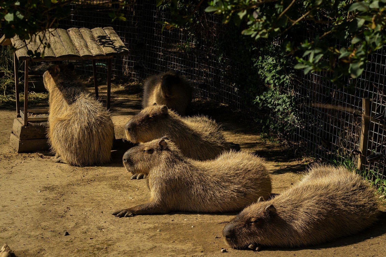 The Ultimate Chill Duo Decoding the Mystery of the Cat and Capybara Friendship