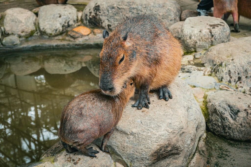 Capybara Chester Zoo A Journey into the Heart of South America in Cheshire