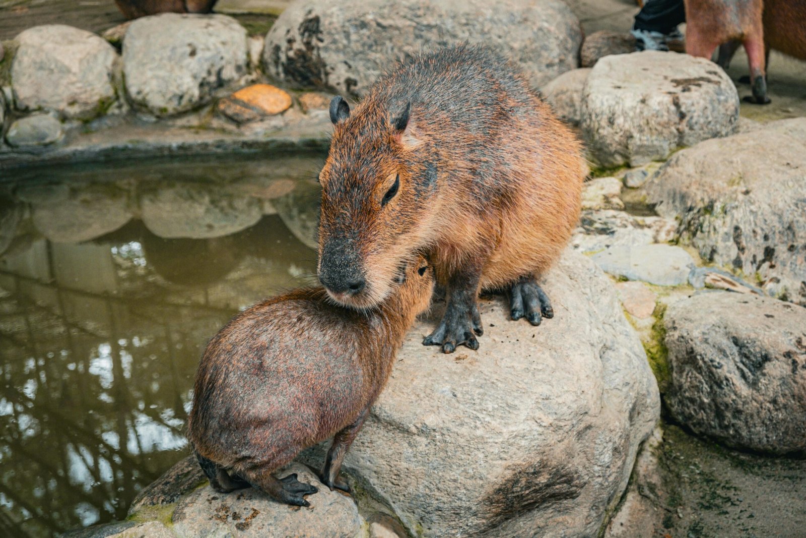 Capybara Chester Zoo A Journey into the Heart of South America in Cheshire