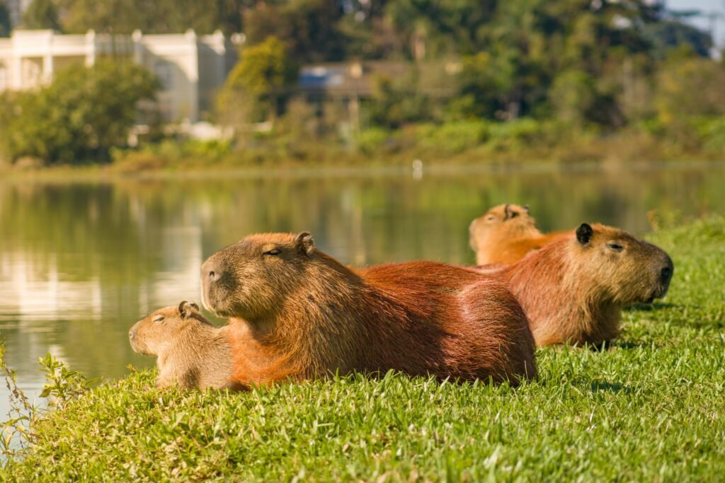 Decoding the Capybara Social Matrix Solving the Behavioral Mystery of the Marsh