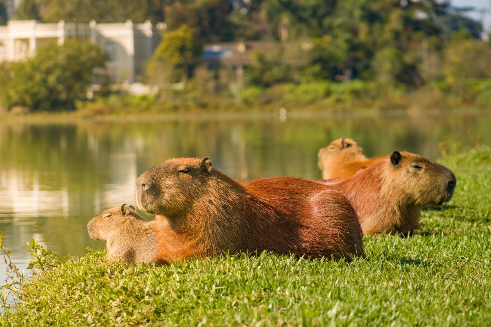 Decoding the Capybara Social Matrix Solving the Behavioral Mystery of the Marsh