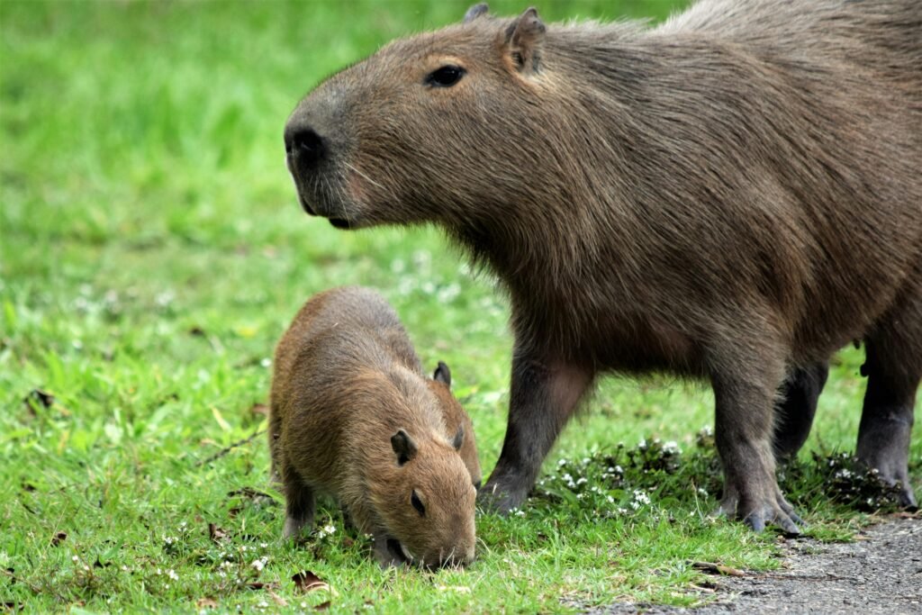 The Nurturing Female Capybara Lessons in Love from the Ultimate Capy Mom