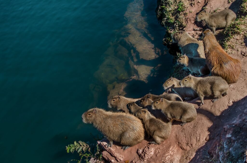 Can You Keep a Pet Capybara in Idaho What Owners Need to Know