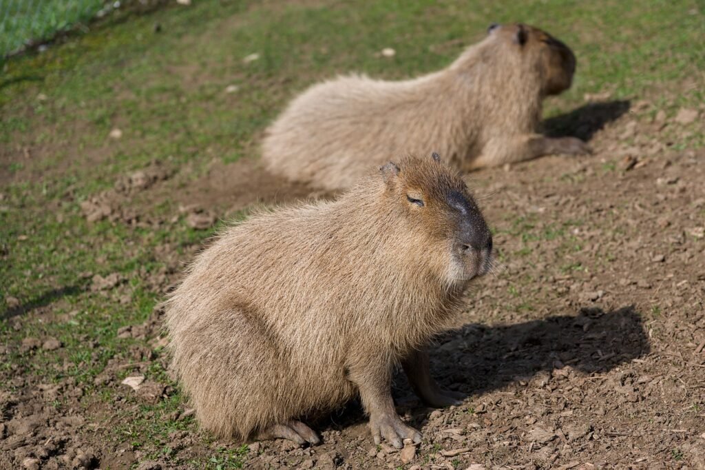 Capybaras in the Natural State A Guide to Arkansas Exotic Pet Laws