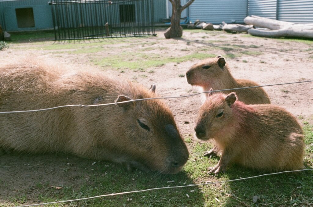 Delaware Capybara Pet Ownership Rules, Permits, and Local Restrictions