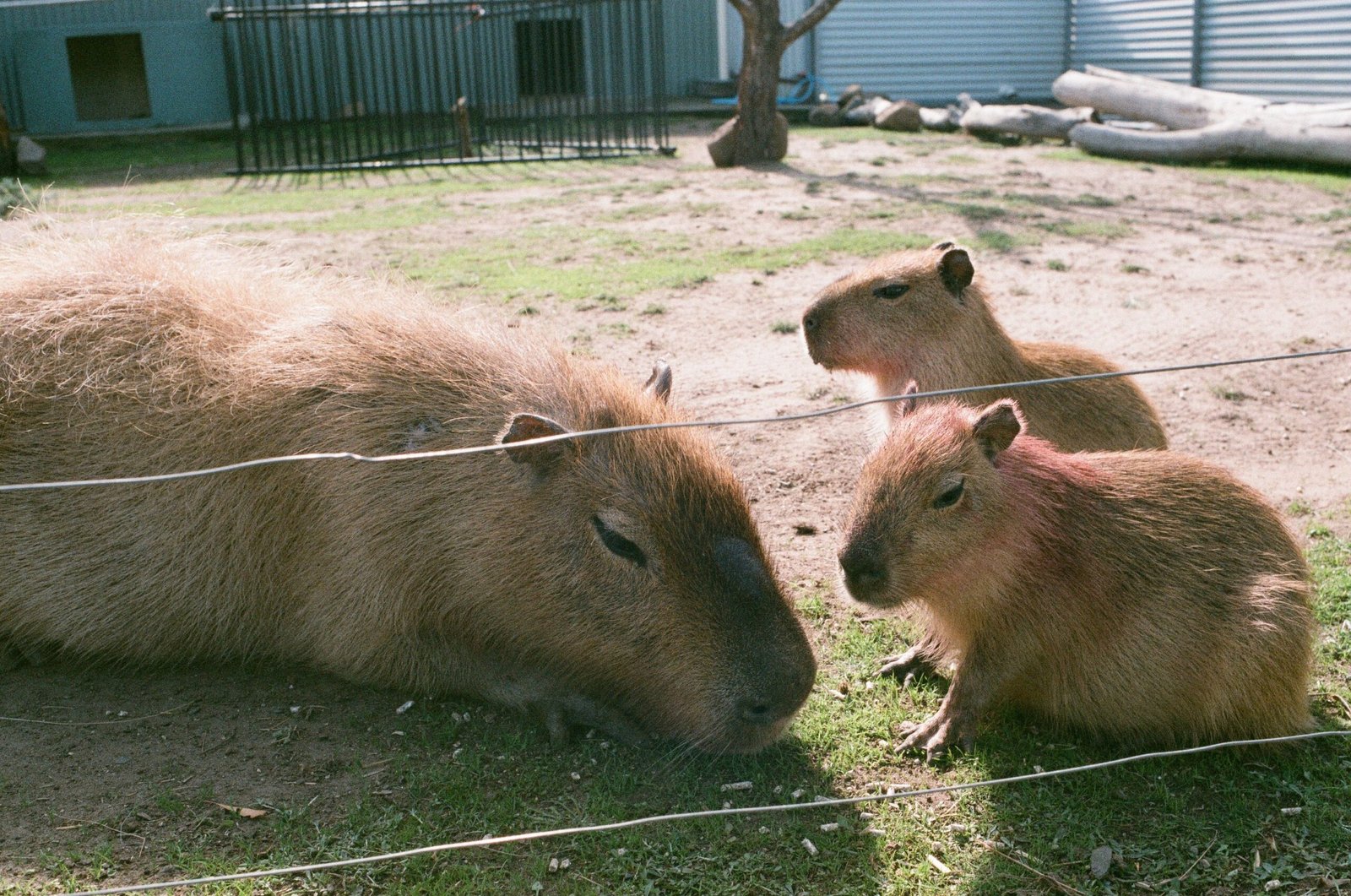 Delaware Capybara Pet Ownership Rules, Permits, and Local Restrictions