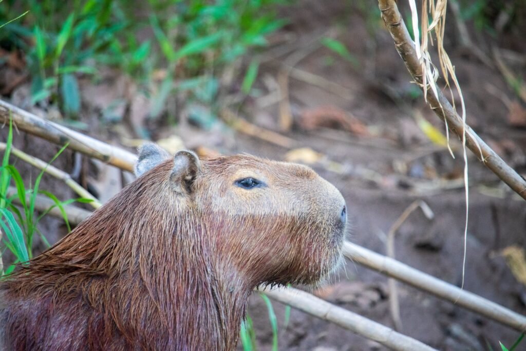 How to Own a Capybara in Nevada 5 Things Future Owners Need to Know