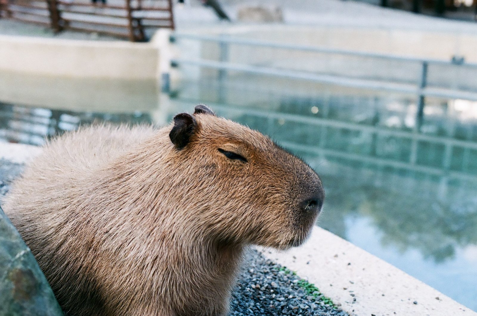 Is it Legal to Own a Capybara in Hawaii State Laws & Local Ordinances