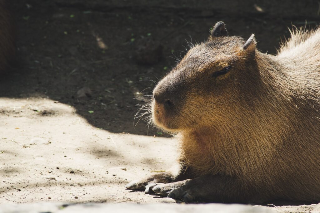 Is it Legal to Own a Pet Capybara in Florida Laws and Permits Explained