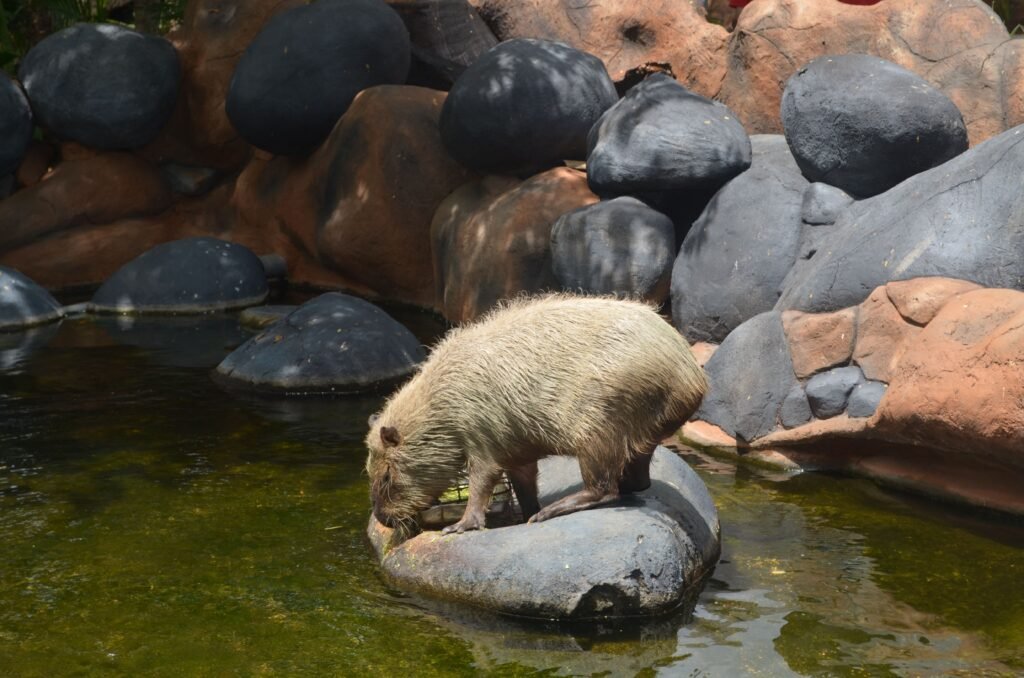 Louisiana Capybara Care Guide Legal Status, Sourcing Vets, and Costs